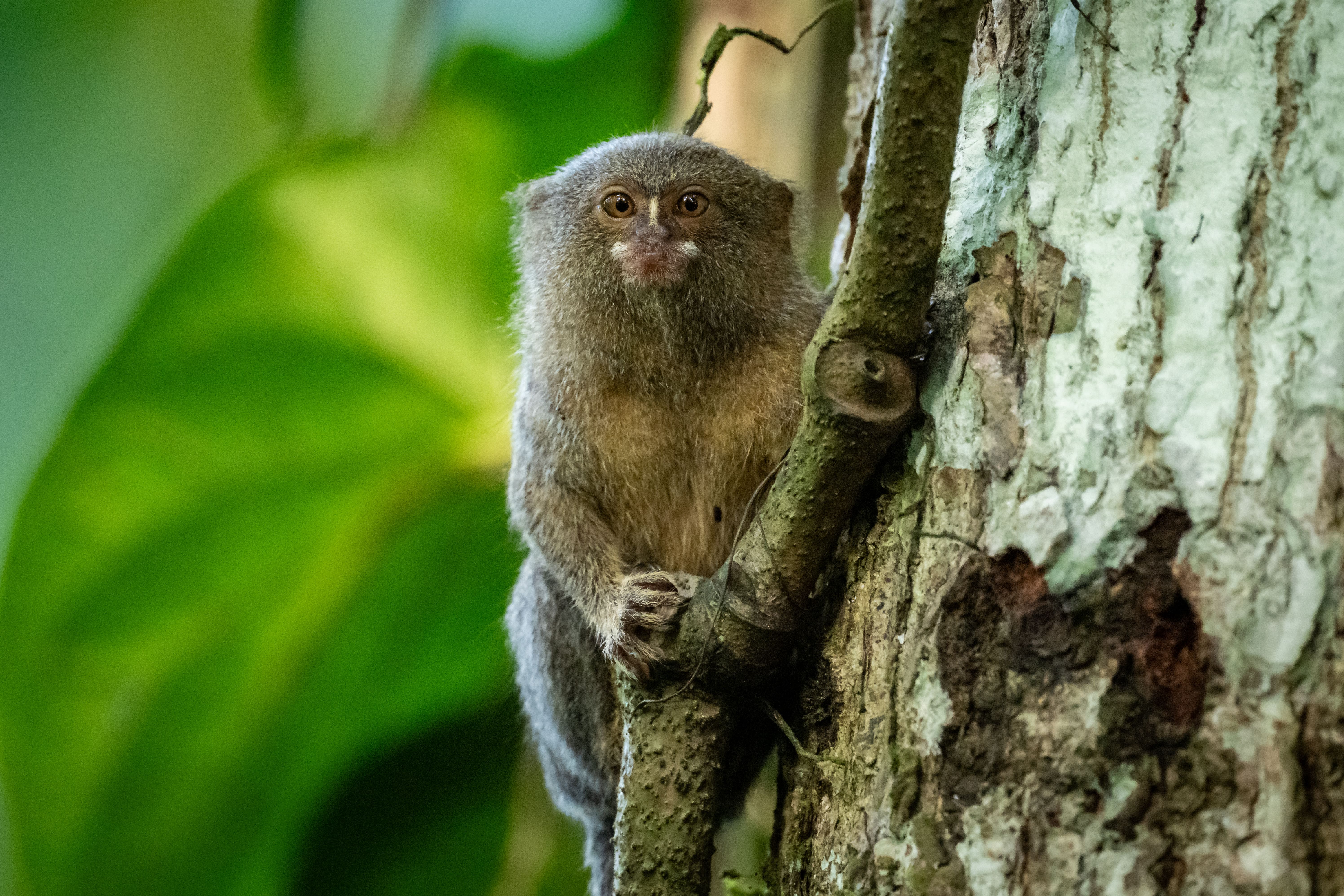 Amazon expedition photo 5